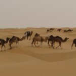 Wycieczka do Tunezji wielbłądy