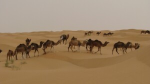 Wycieczka do Tunezji wielbłądy